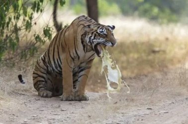 tigerpuking.jpg