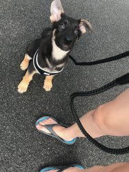 Pup.jpg