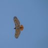 redtail
